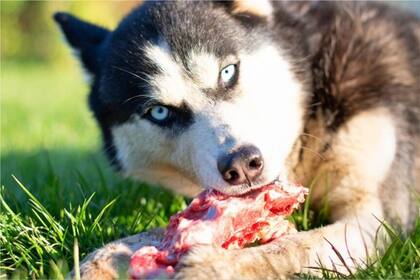 Los perros pueden ingerir solo alimentos naturales, si se consulta antes con un veterinario