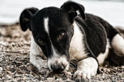 Los perros pueden tener depresión (Foto Pexels)