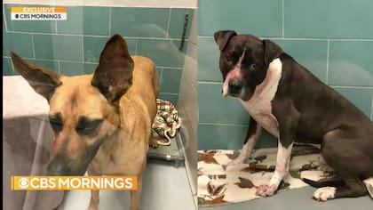 Los perros que atacaron a Jaqueline Durand el 23 de diciembre de 2021 (Crédito: Captura de video CBS)