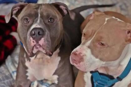 Los perros que dejaron al borde de la muerte a la menor fueron sacrificados