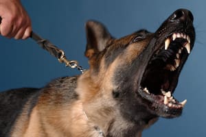 Los perros que ladran mucho no relacionan esa conducta a un comportamiento malo
