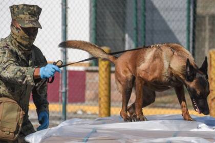 Los perros rastreadores juegan un papel en la lucha contra el tráfico