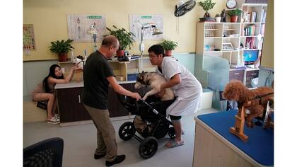 Los perros reciben tratamiento en Shanghai TCM