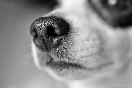 Los perros responden con pesimismo al olor del estrés humano