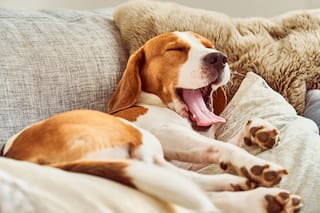 ¿Pueden los perros contagiarse de los bostezos de sus dueños?