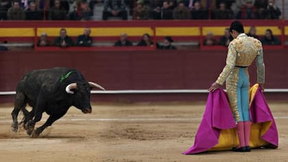 Los perros se utilizaban cuando el toro no le hacía caso a la capa del torero
Foto: iStock