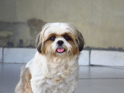 Los perros Shih Tzu no crecen más de 30 centímetros, por lo que son considerados como una raza toy