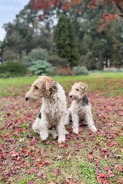 Los perros siempre buscan un pozo o lugar fresco, especialmente en verano. Podemos cavarlo nosotros mismos, idealmente en un rincón con sombra.