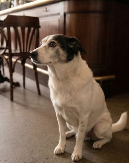 Los perros son conocidos por ser muy fieles a sus dueños (Foto: X)