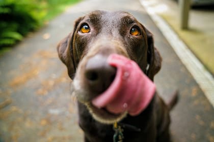 Los perros son los animales más elegidos por los argentinos