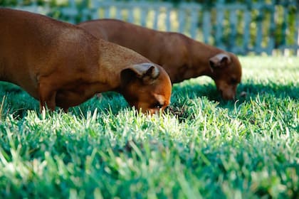 Los perros suelen comer sus heces en la etapa joven con el fin de explorar el entorno, pero de adulto, podría significar falta de atención y afecto