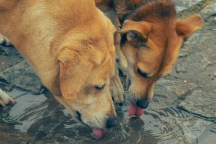Los perros suelen sufrir más el calor que las personas