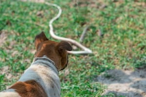 Temporada de serpientes en Texas: cómo proteger a los perros y gatos de las mordeduras de estos reptiles