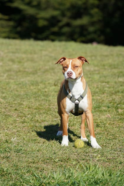 Los perros tienden a alinearse en dirección Norte-Sur al hacer sus necesidades