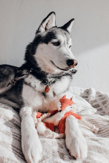 Los perros tienen la conducta de llevar sus juguetes más preciados a la cama antes de dormir: ¿qué los motiva?
