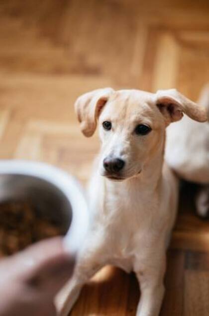 Los perros tienen muy desarrollado el sentido del olfato y de la vista
Foto: iStock