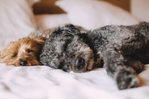Cuántas horas debería dormir un perro normalmente