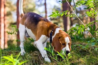 De qué manera funciona el olfato en los perros: la explicación sobre su comportamiento