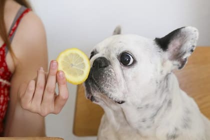 Los perros tienen un olfato mil veces superior al de los humanos.