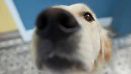 Los perros tienen una capacidad especial para percibir olores