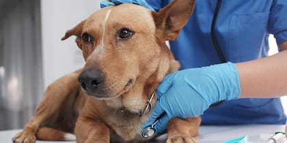 Los perros vacunados pueden cursar el moquillo sin síntomas, pero siguen siendo contagiosos