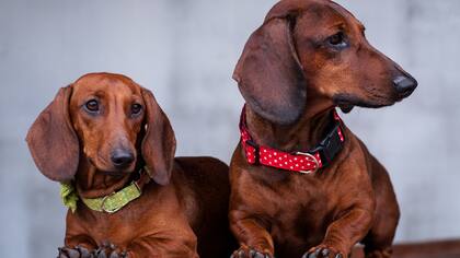 Los perros, víctimas del estruendo generado por la pirotecnia