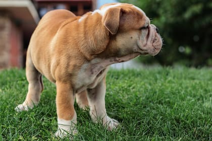 Los perros viven en promedio entre 10 a 15 años