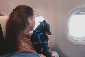 Cuáles son los requisitos para viajar con una mascota en un avión