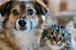 Cómo lograr una buena convivencia entre perros y gatos en el hogar