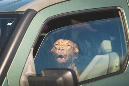 Los perros y gatos pueden morir de un golpe de calor en tan solo 15 minutos si están encerrados en un auto informan (Archivo)