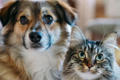 Los perros y gatos requieren cuidados particulares dependiendo su edad (Foto: Grok)