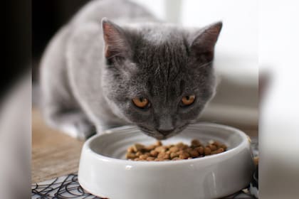 Los perros y gatos tienen que tener una dieta balanceada (Foto Unsplash)