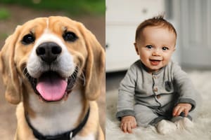 Un estudio revela que los perros aprenden palabras al nivel de un niño de 18 meses