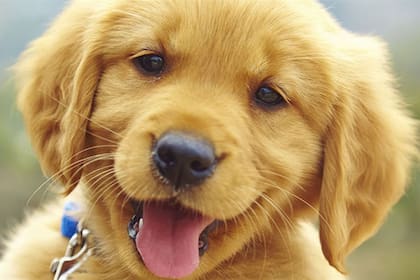 Hay que tener claro que hay varios aspectos importantes para asegurar la felicidad de su mascota