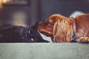 Los perros y los gatos también pueden ser agentes de contagio