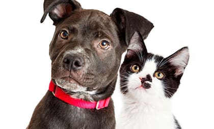 Los perros y los gatos tienen una alimentación completamente diferente