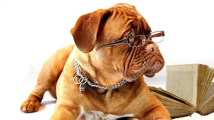 Los perros y su sentido del olfato pueden contribuir a la manera en la que se detecta la hipoglucemia