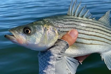 Los pescadores de la bahía de Chesapeake tienen prohibida la pesca de lubinas rayadas para proteger a la especie frente a la ola de calor