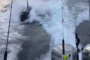 Una orca persiguió a una embarcación durante varios kilómetros y el video es impactante