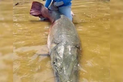 Los pescadores habìan atraoadi un pez caimán de 128 kilos en Texas en 2023