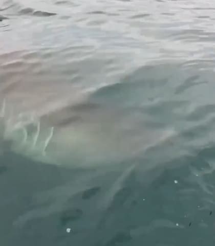 Los pescadores pudieron ver muy de cerca al tiburón blanco (Foto: X)