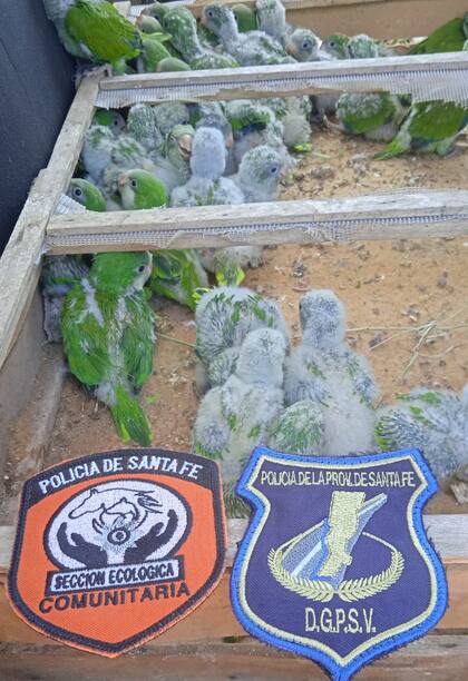 Los pichoncitos estaban hacinados