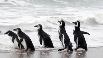 Los pichones cambian el plumón gris oscuro por las plumas de juveniles que les permiten enfrentar las olas