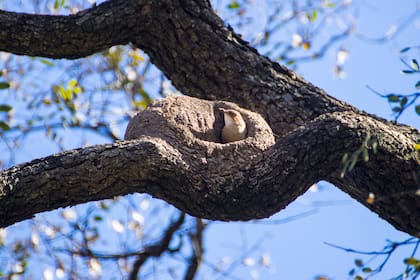 Los pichones de hornero nacen sin plumas y ciegos, por lo que necesitan de sus padres para alimentarse y protegerse