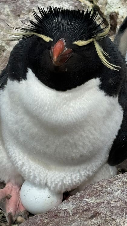 Los pichones de los pingüinos de penacho amarillo nacen entre diciembre y febrero