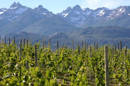 Los picos nevados les dan marco a las vides en Viñas de Nant y Fall, en el valle de Trevelin, Chubut