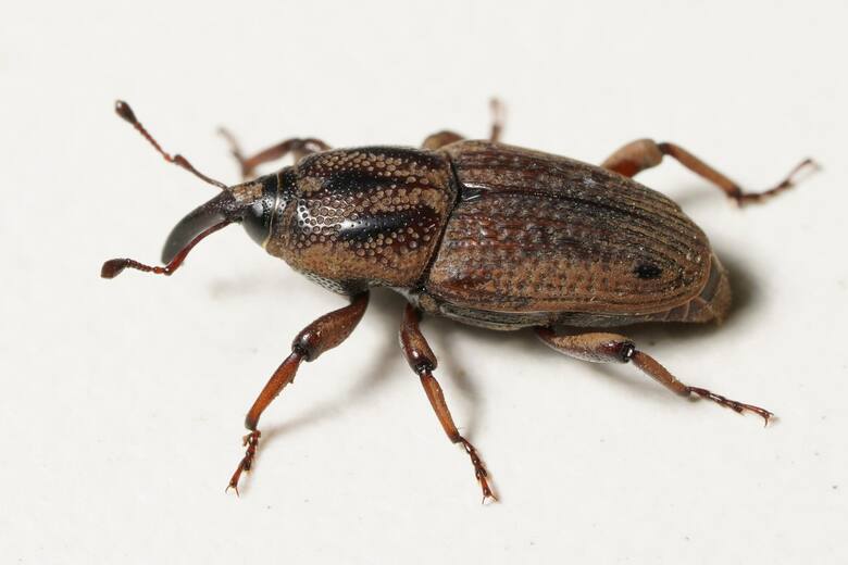 Plaga silenciosa: los picudos avanzan en jardines urbanos y amenazan la salud de los céspedes en toda Argentina