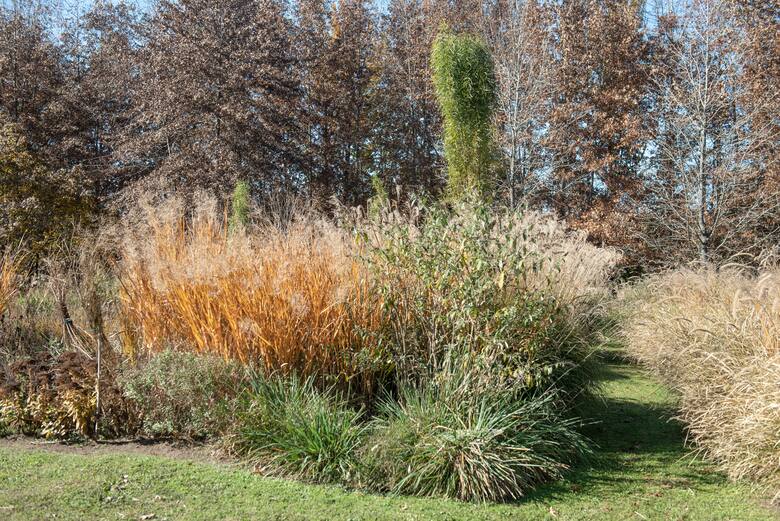 Plaga silenciosa: los picudos avanzan en jardines urbanos y amenazan la salud de los céspedes en toda Argentina