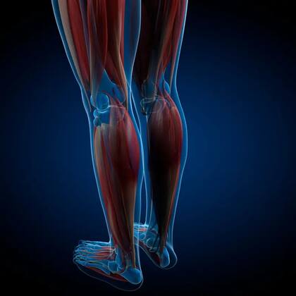 Los pies tienen músculos intrínsecos, es decir que solo funcionan dentro del pie, y otros que se conectan con los del resto de la pierna