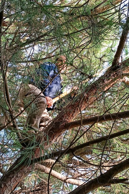 Los piñeros son los encargados de bajar las piñas de los árboles, a los que suben con ganchos